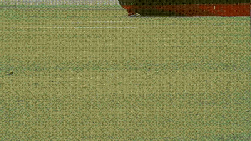 多头江豚 (1) (1).gif