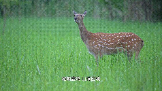 都市秘境 (3).gif