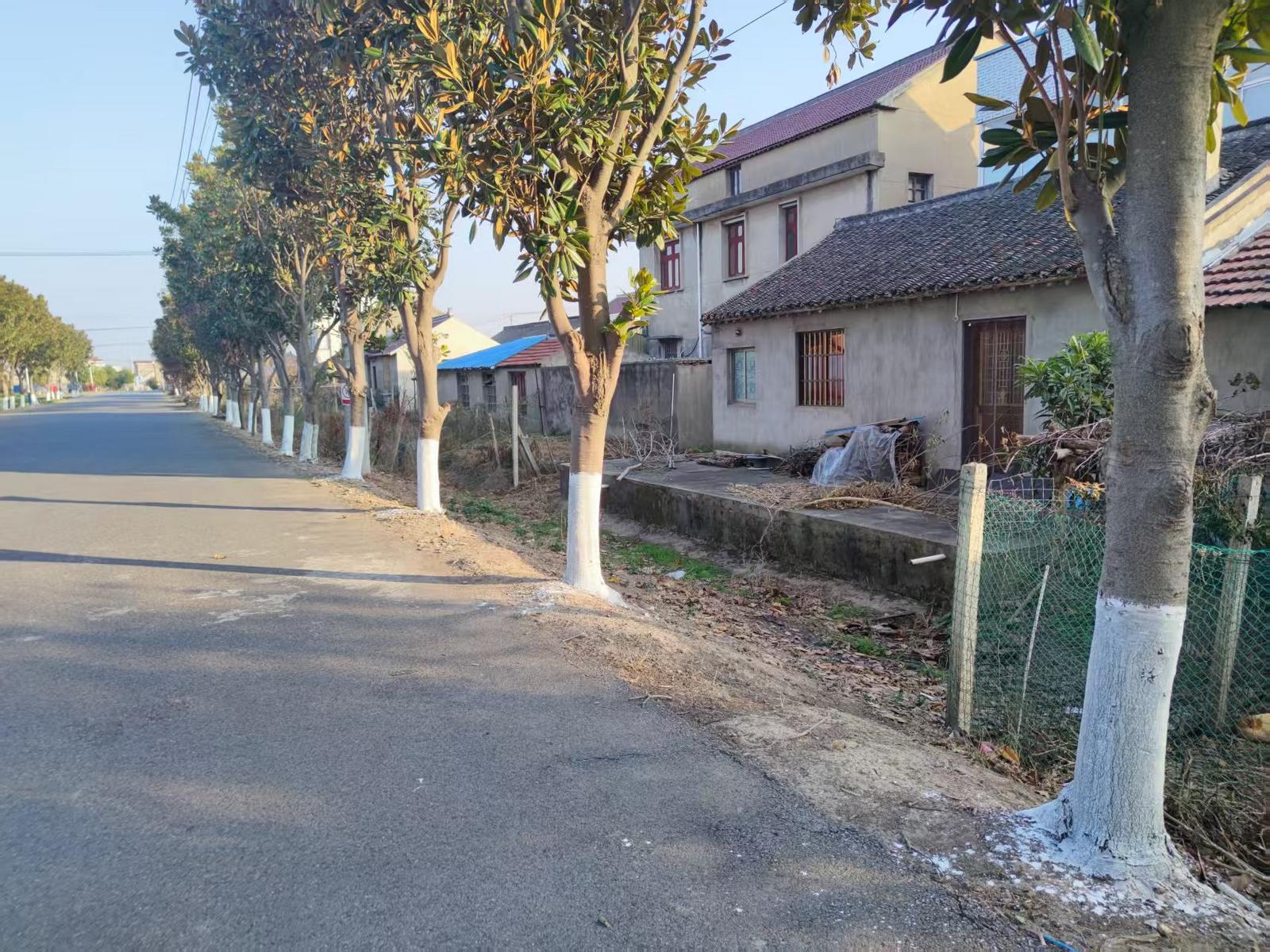 图 4冬季树干涂白.png