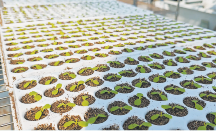 移栽2.4万株生菜苗 仅需4人花半天时间.png