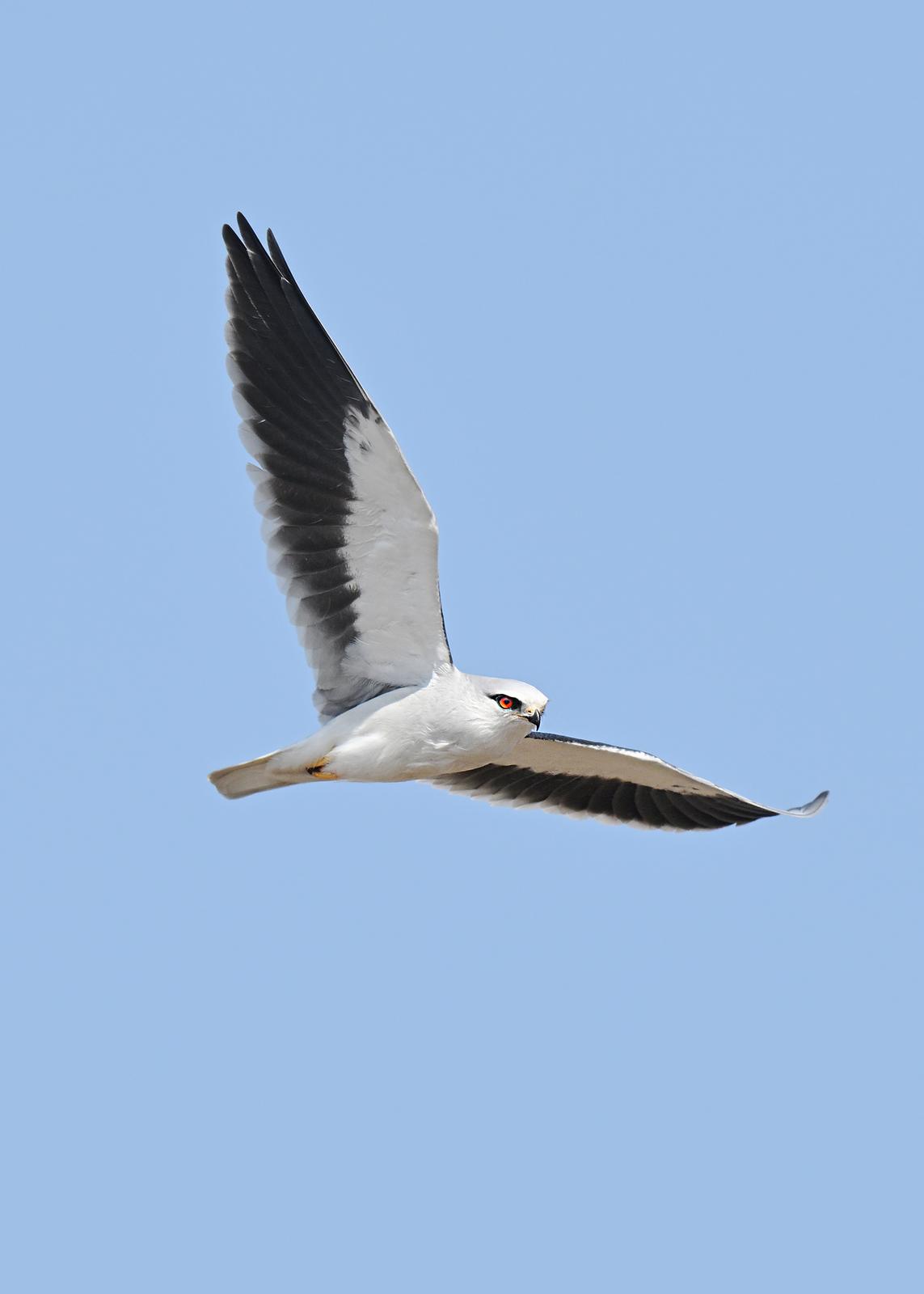 072 黑翅鸢 王俊.jpg