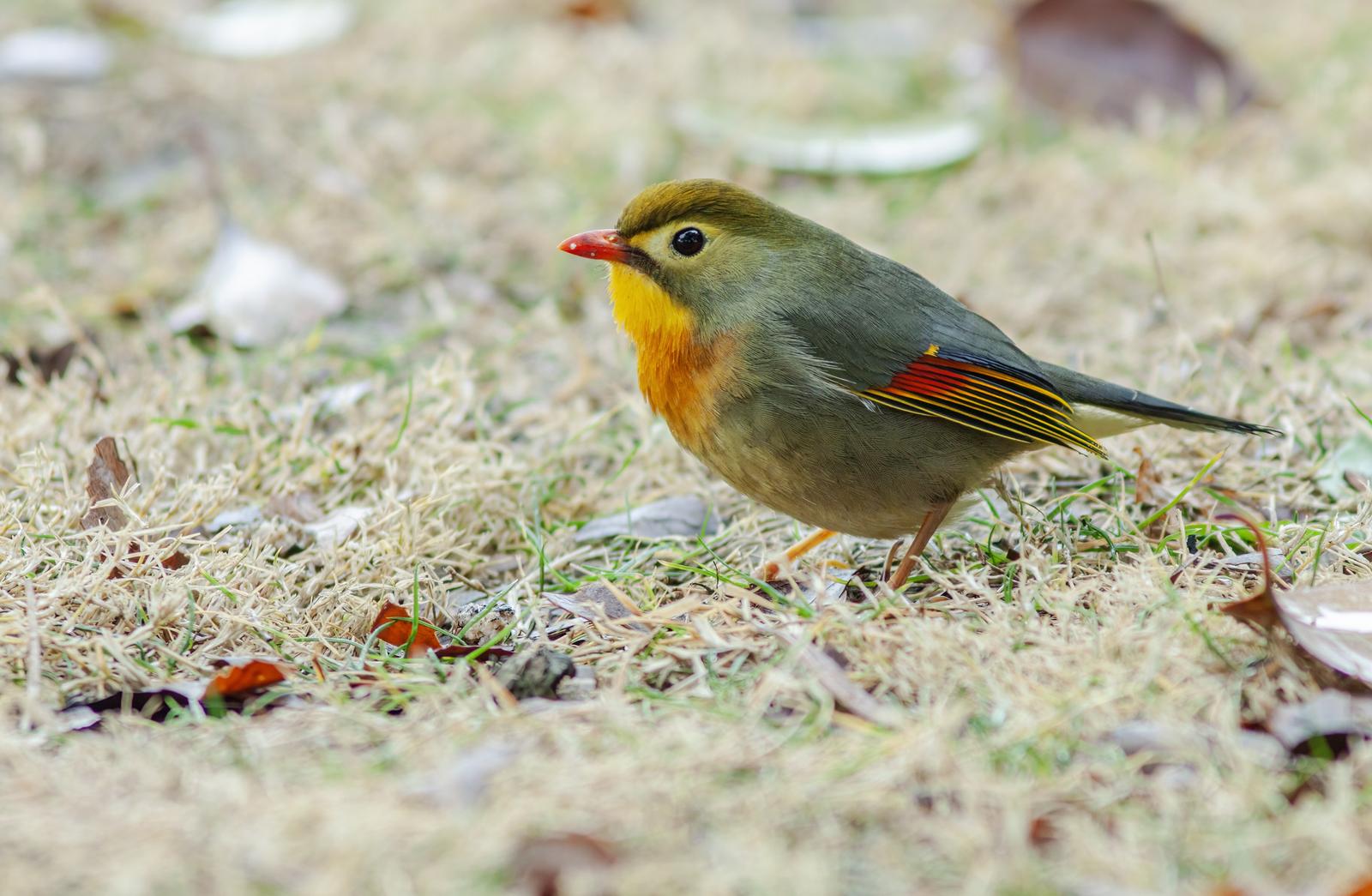 305.1 红嘴相思鸟 陆信.JPG