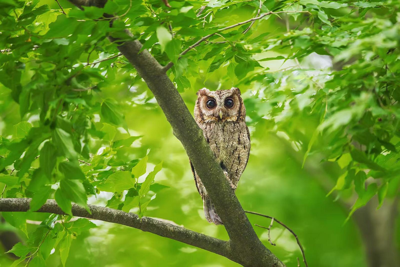 195 领角鸮 董楚天.jpg