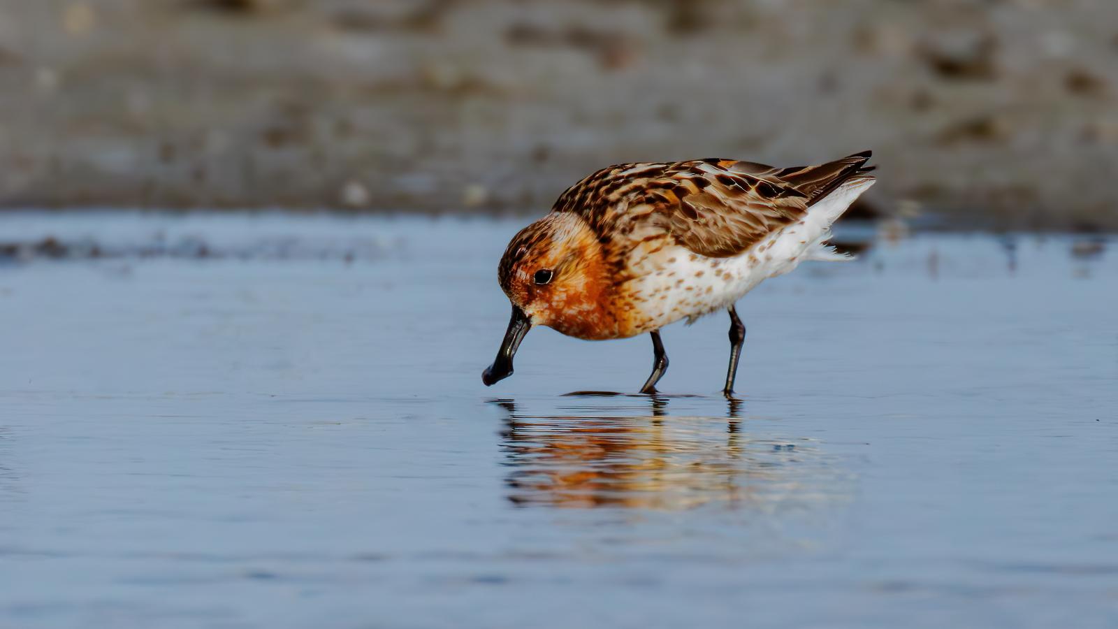 132 勺嘴鹬（一级）繁殖羽 郁明.jpg