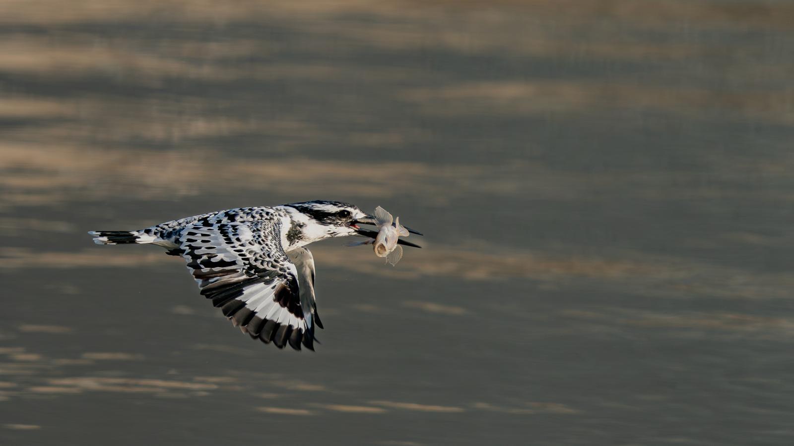 214 斑鱼狗 胡晓峰.jpg