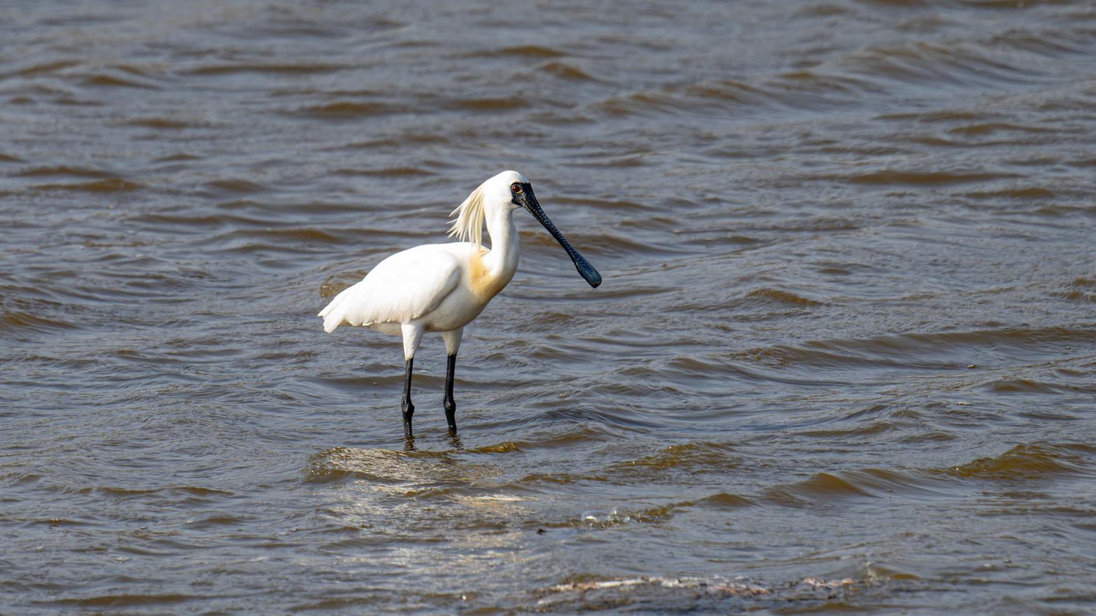 048 黑脸琵鹭 繁殖羽 胡晓峰.jpg