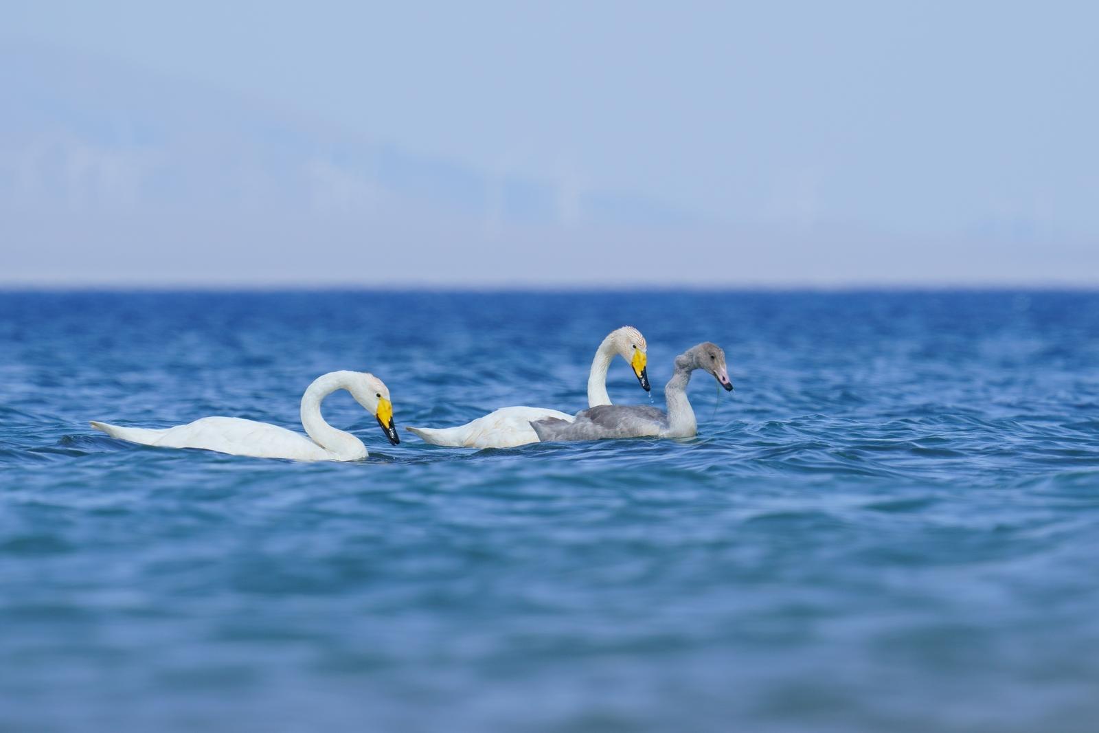 006.1 大天鹅 吴为民.JPG